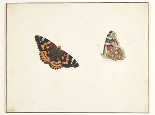 To studier af en tidselfugl (vanessa cardui l.)