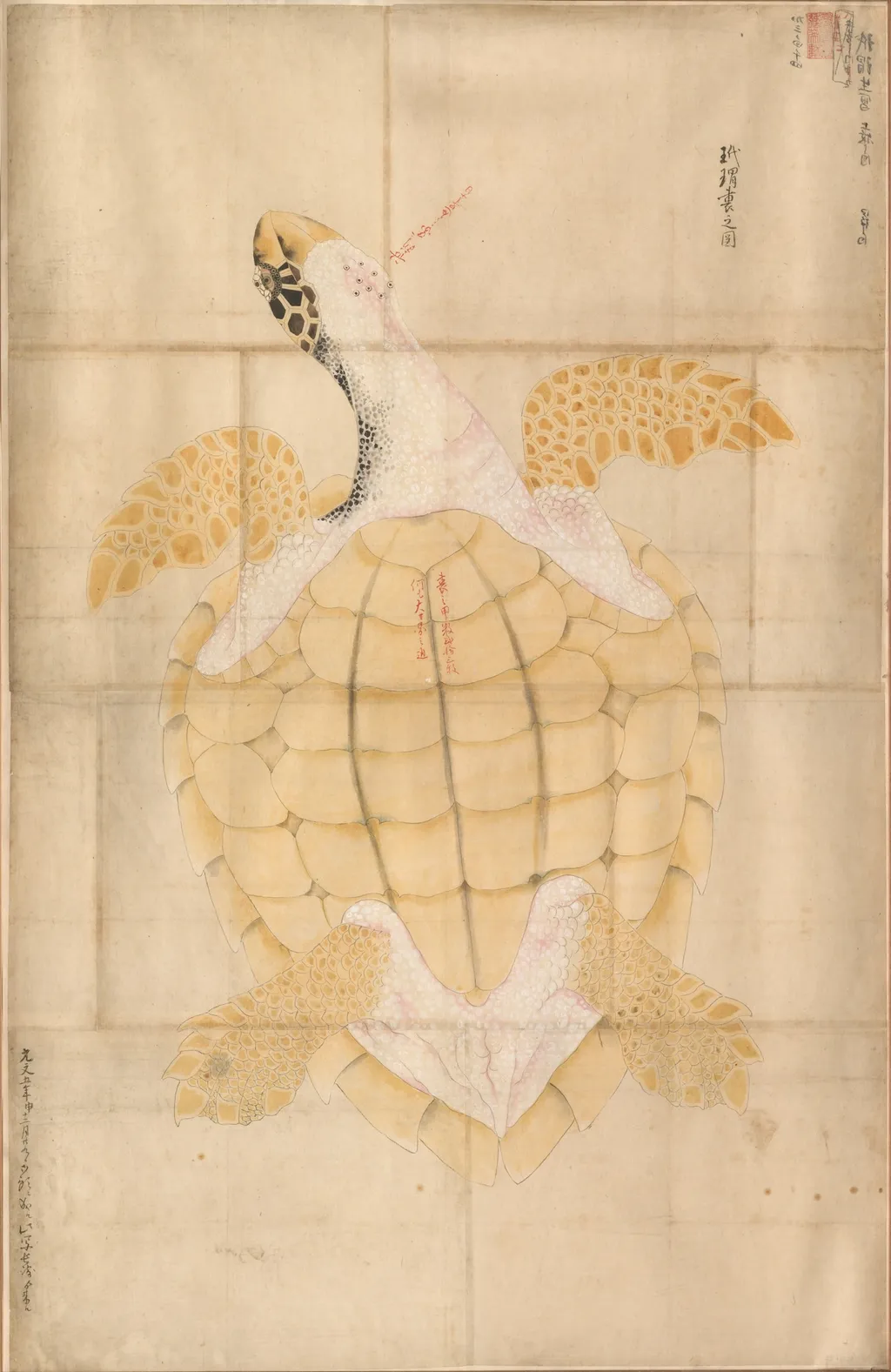 Tortoise, unspecified, 1749
