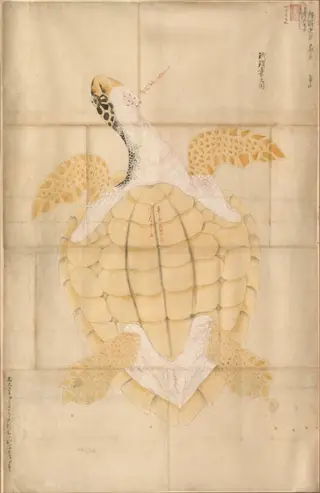 Tortoise
