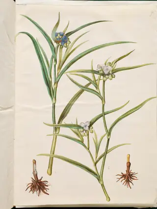 Tradescantia virginiana eller Tradescantia ohiensis (blomsterjøde eller ohio-blomsterjøde)