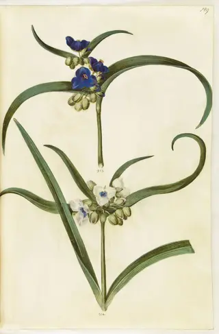 Tradescantia virginiana eller Tradescantia ohiensis (?) (blomsterjøde), 1650