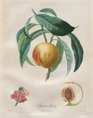 Traité des arbres fruitiers:  Chancellière