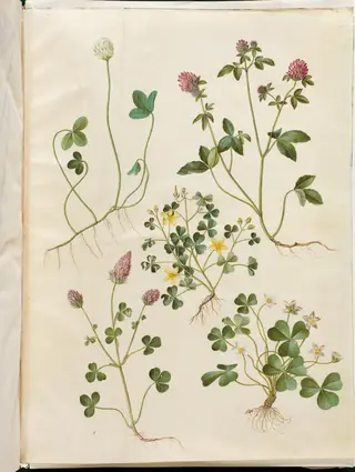 Trifolium repens (hvid-kløver); Trifolium pratense (rød-kløver); Oxalis corniculata (nedliggende surkløver); Trifolium incarnatum (blod-kløver); Oxalis acetosella (skovsyre)