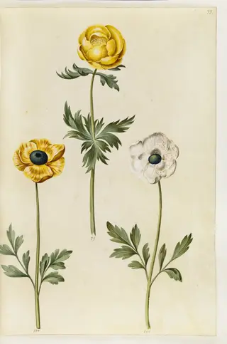 Trollius europaeus (europæisk engblomme); Ranunculus asiaticus (have-ranunkel)