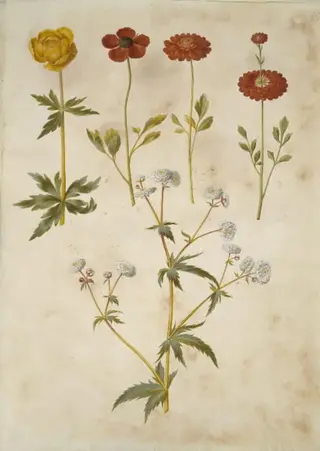 Trollius europaeus (europæisk engblomme); Ranunculus asiaticus (have-ranunkel); Ranunculus aconitifolius (sølvknap-ranunkel)