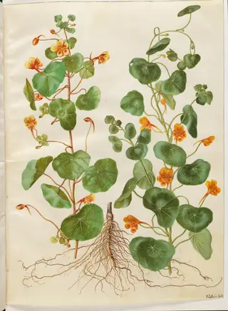 Tropaeolum minus (lille blomsterkarse)