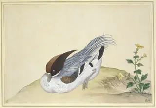 Tufted Duck
