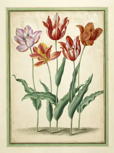 Tulips