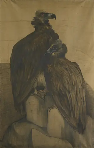Two Arabian Vultures