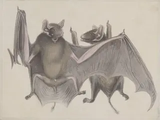 Two bats.