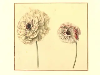 Two Persian Buttercups (<i>Ranunculus asiaticus</i>)