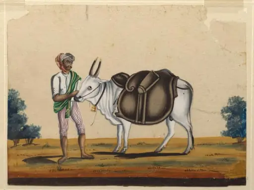 A bullock carrying a leather mussack with a driver, by Unknown