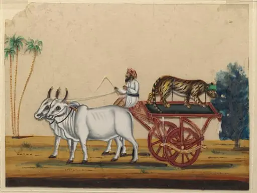 A bullock cart carrying a cheetah., by Unknown