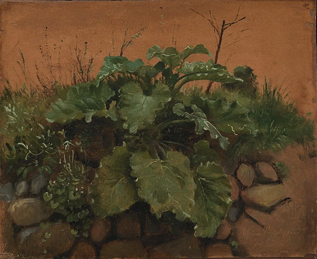 A Burdock and Other Plants on a Stone Wall, by Unknown, 1847