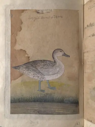 A coot and a duck, by Unknown