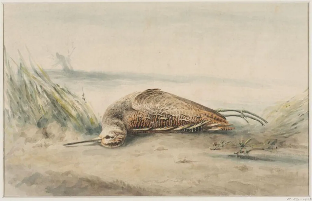 A Dead Snipe, by Unknown, watercolor, 1850