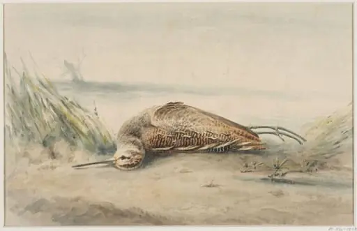 A Dead Snipe, by Unknown