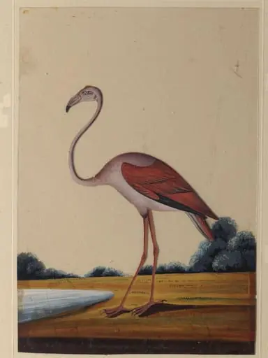 A flamingo, by Unknown