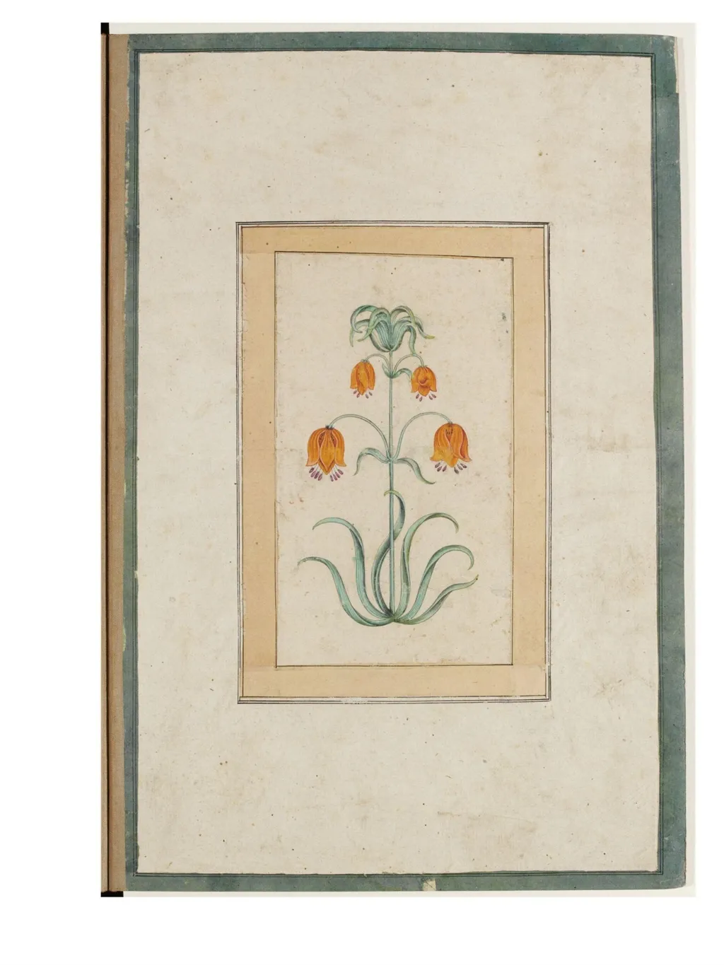 a flowering plant., by Unknown, paint, 1750