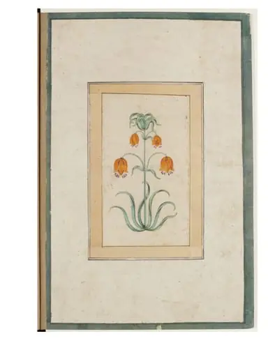 a flowering plant., by Unknown