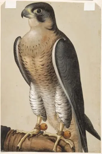 A Gerfalcon on a Falconer's Glove, by Unknown