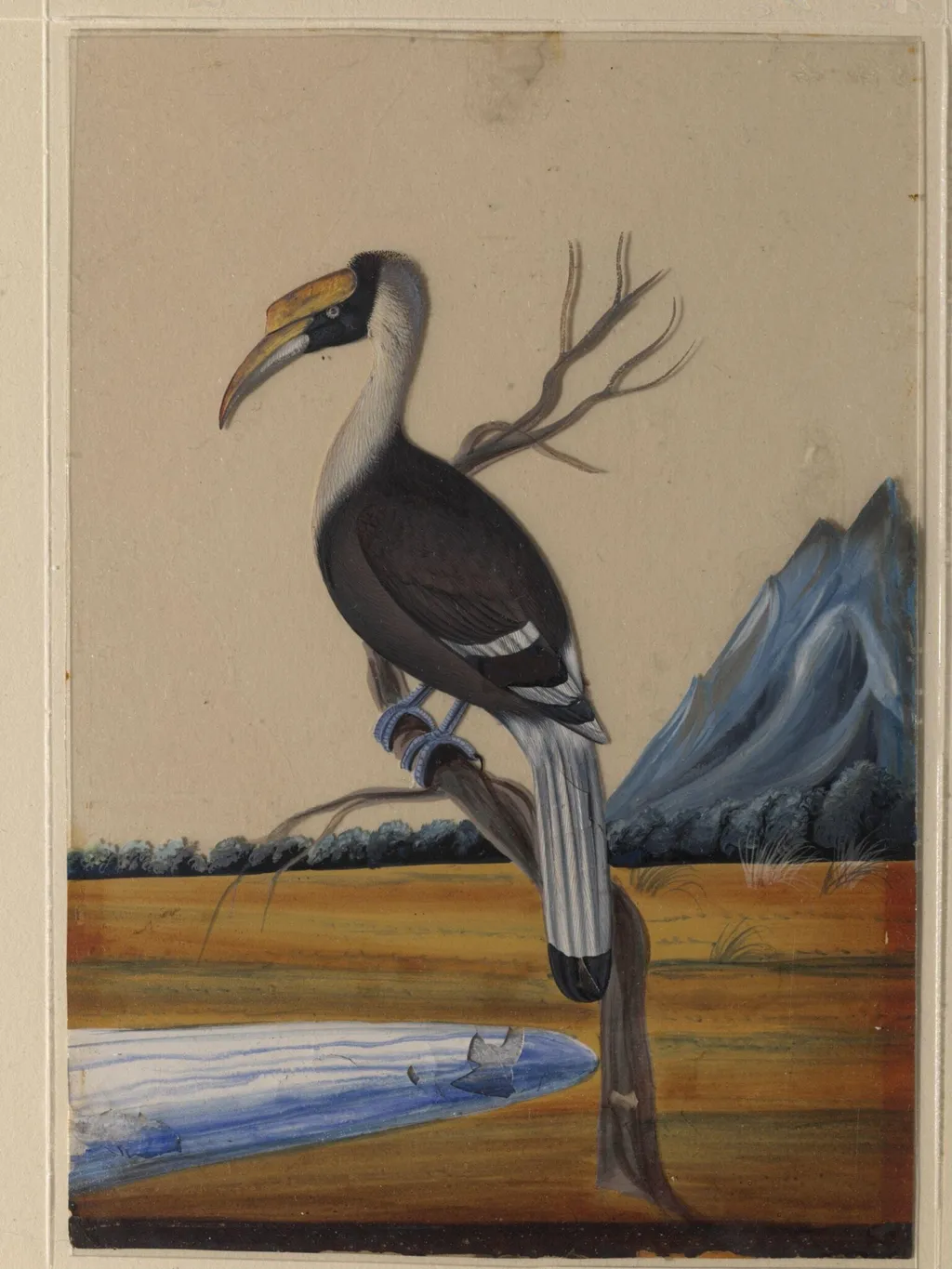 A Hornbill, by Unknown, paint, 1860