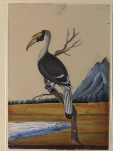 A Hornbill, by Unknown