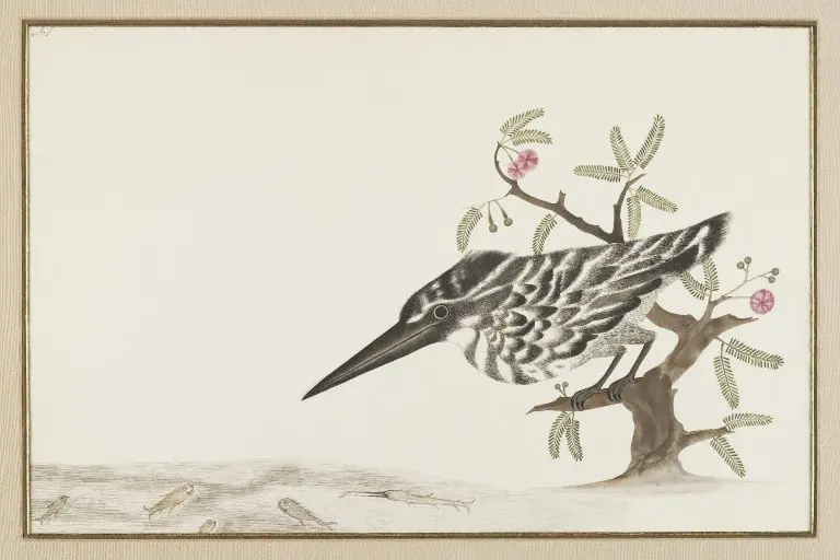 A Kingfisher Watching Fish, by Unknown