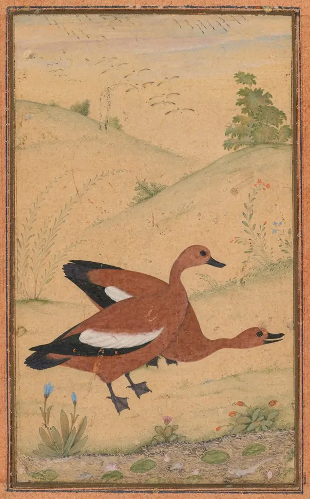 A pair of Brahminy ducks, by Unknown