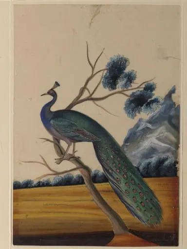 A peacock, by Unknown