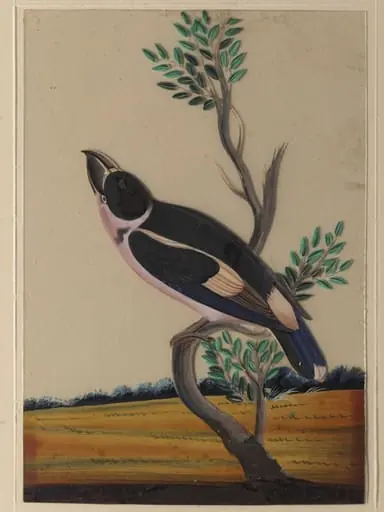 A pink-breasted bird, by Unknown