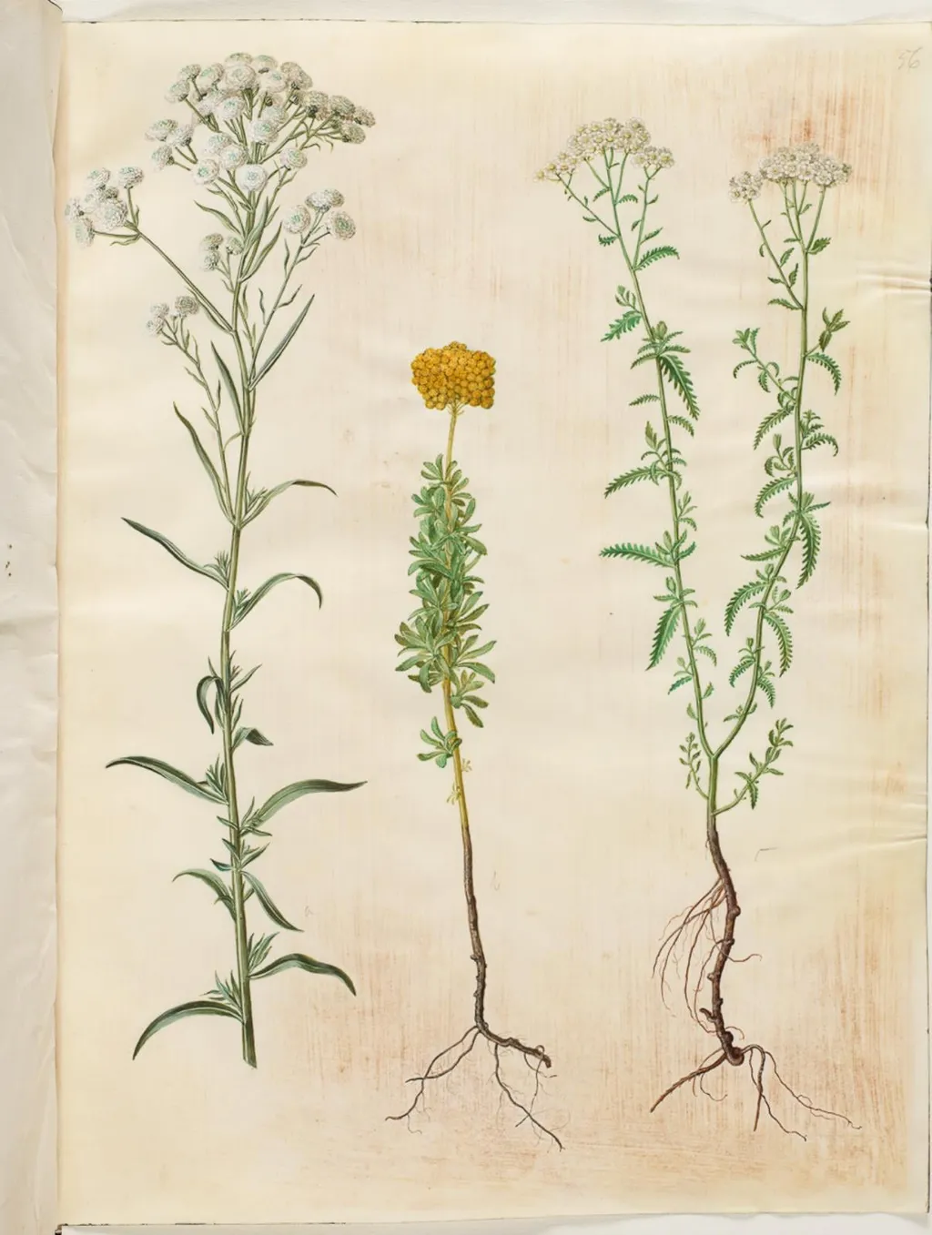 Achillea ptarmica (sølvknap-røllike); Achillea ageratum (balsam-røllike); Achillea millefolium (almindelig røllike), by Unknown, unspecified, 1654