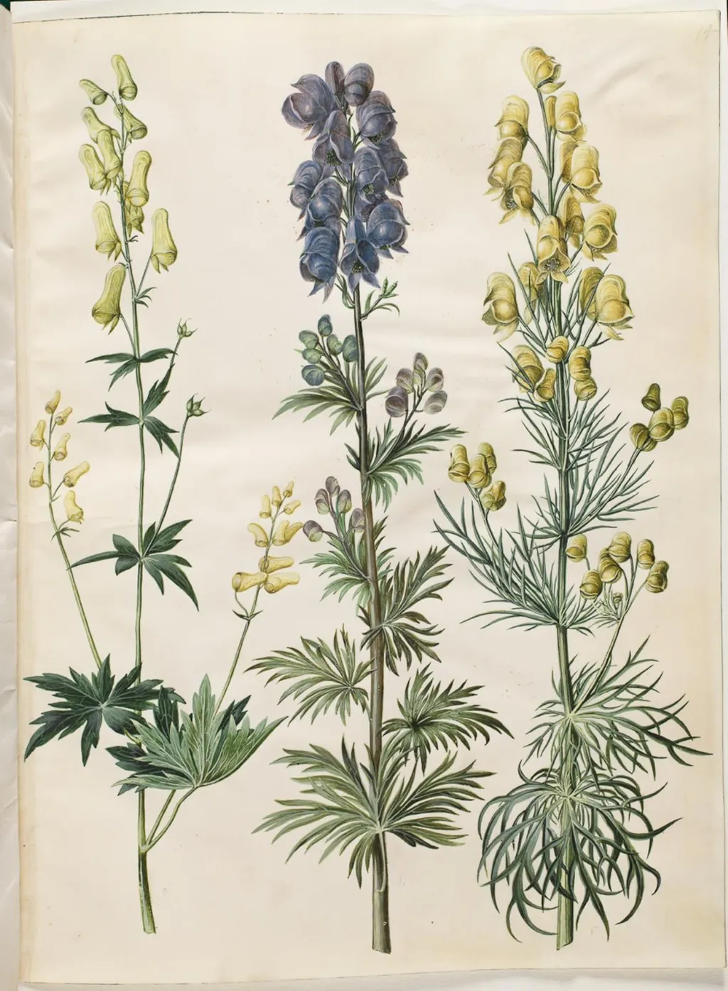 Aconitum lycoctonum (nordisk stormhat); Aconitum napellus (ægte stormhat); Aconitum anthora (finbladet stormhat), by Unknown, unspecified, 1654