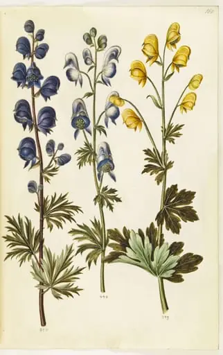 Aconitum napellus (?) (ægte stormhat); Aconitum variegatum, evt. Aconitum ×cammarum (?) (broget stormhat, evt. have-stormhat); Aconitum anthora (finbladet stormhat), by Unknown