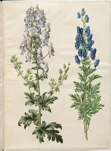 Aconitum variegatum (broget stormhat); Aconitum napellus (ægte stormhat), by Unknown