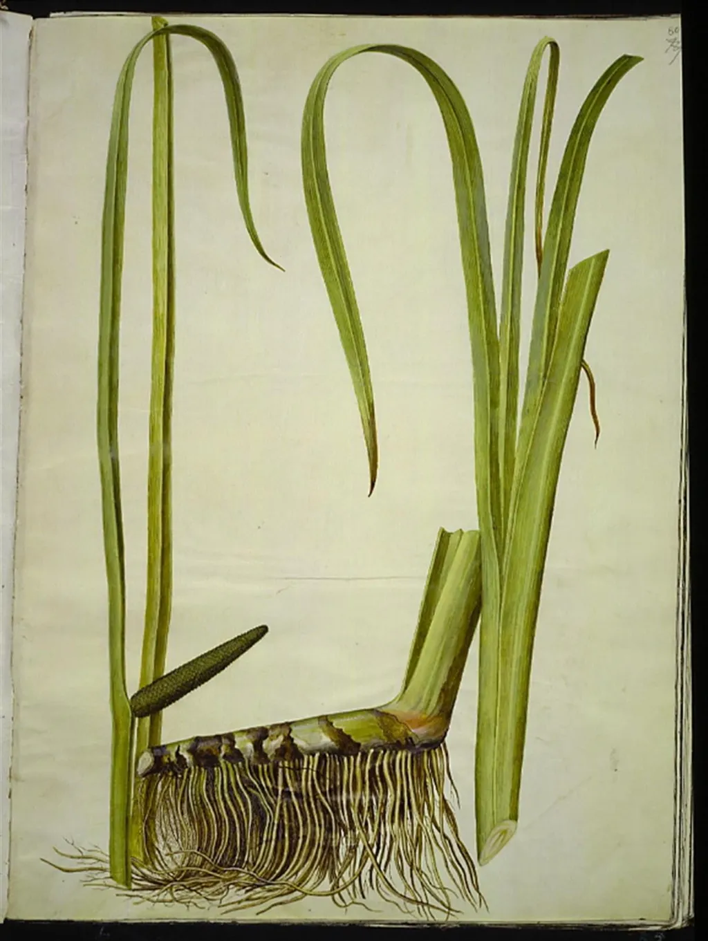 Acorus calamus (almindelig kalmus), by Unknown, unspecified, 1654
