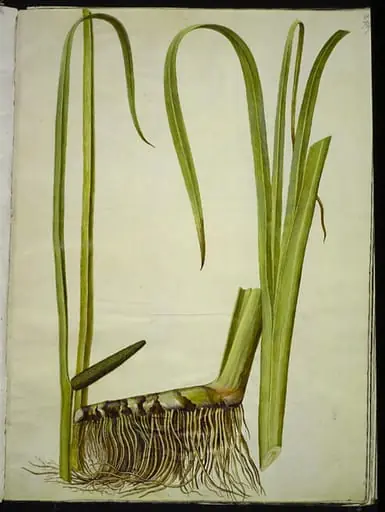 Acorus calamus (almindelig kalmus), by Unknown