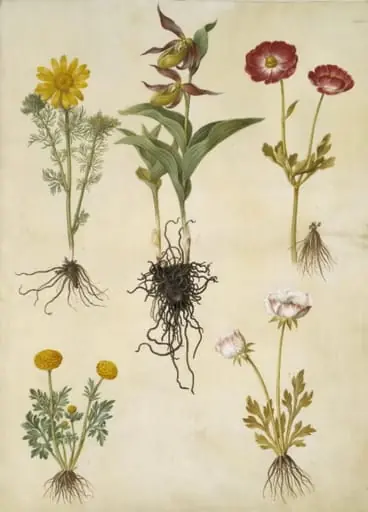 Adonis vernalis (vår-adonis); Cypripedium calceolus (stor fruesko); Ranunculus asiaticus (have-ranunkel); Ranunculus (art af ranunkel), by Unknown