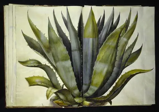 Agave americana (almindelig agave), by Unknown