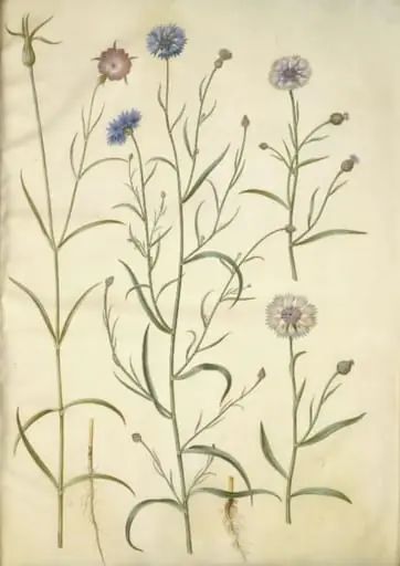 Agrostemma githago (almindelig klinte); Centaurea cyanus (kornblomst), by Unknown