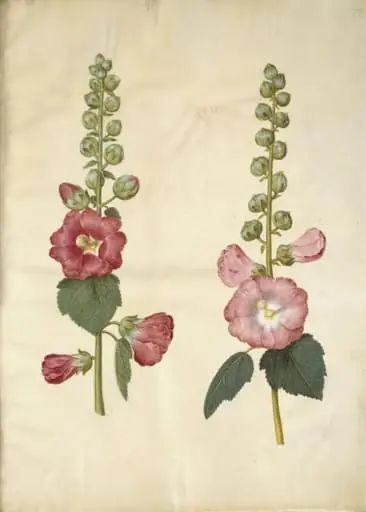 Alcea rosea (have-stokrose), by Unknown