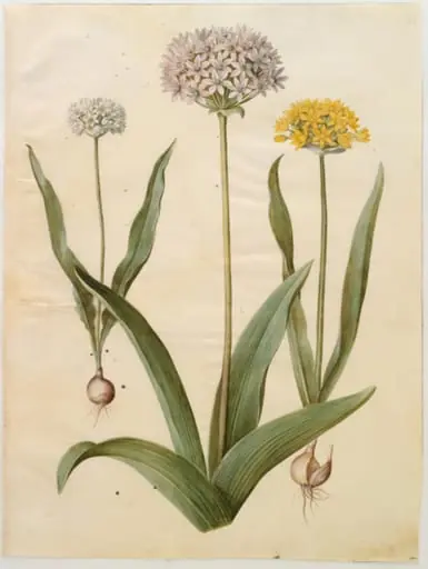 Allium moly (guld-løg); Allium nigrum (sort løg), by Unknown