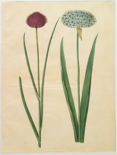 Allium sphaerocephalon (middelhavs-prydløg); Allium nigrum (sort løg), by Unknown