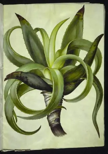 Aloe (aloe), by Unknown