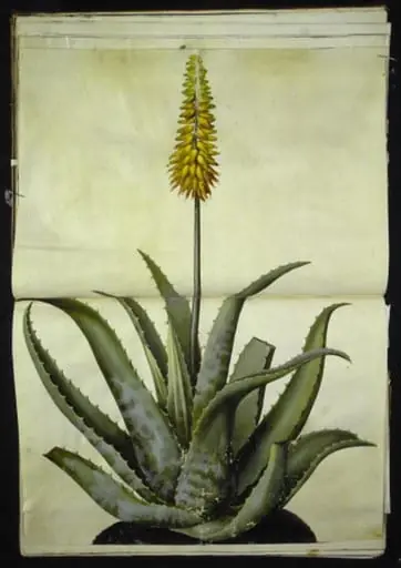 Aloe vera (læge-aloe), by Unknown