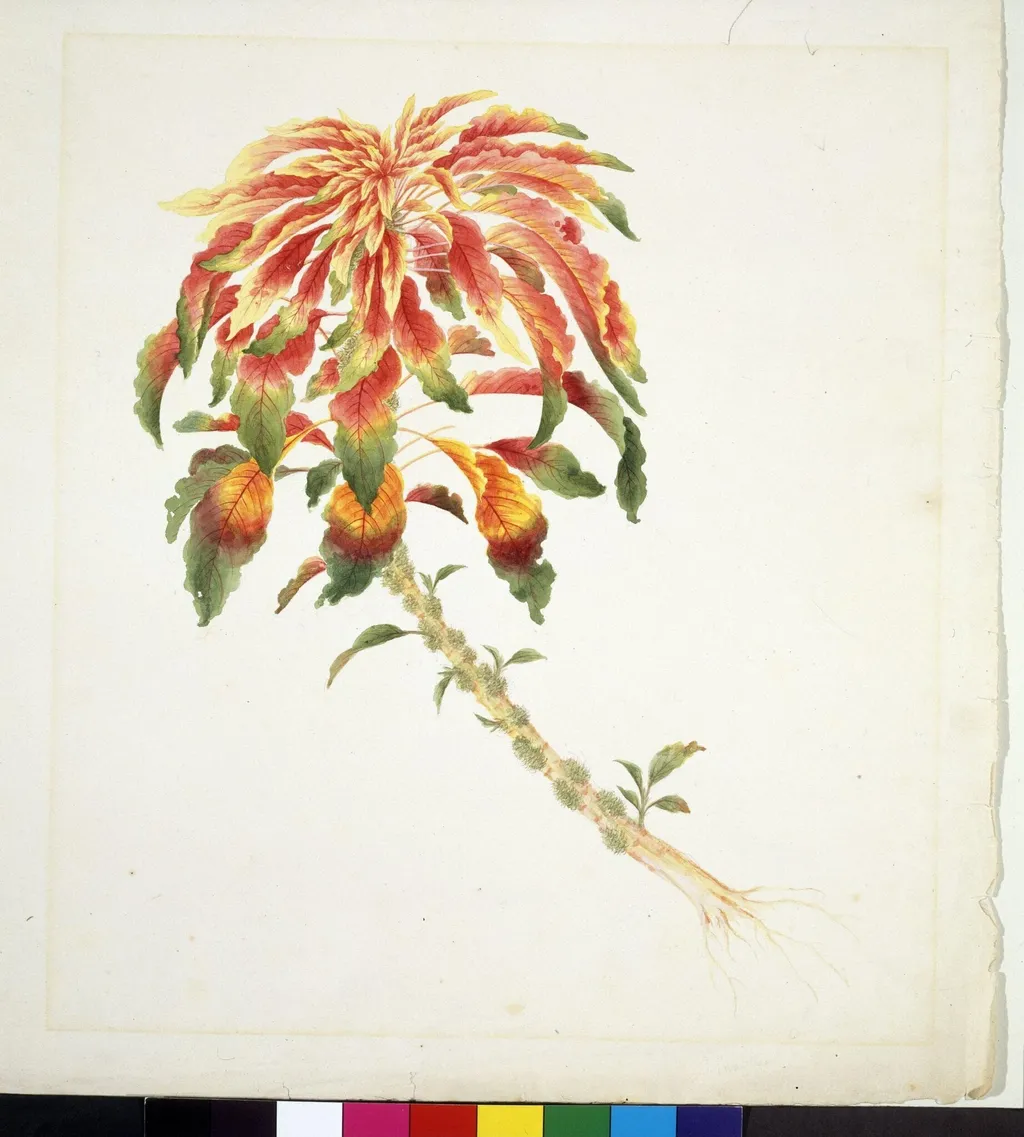 Amaranthus, by Unknown, paint, 1829