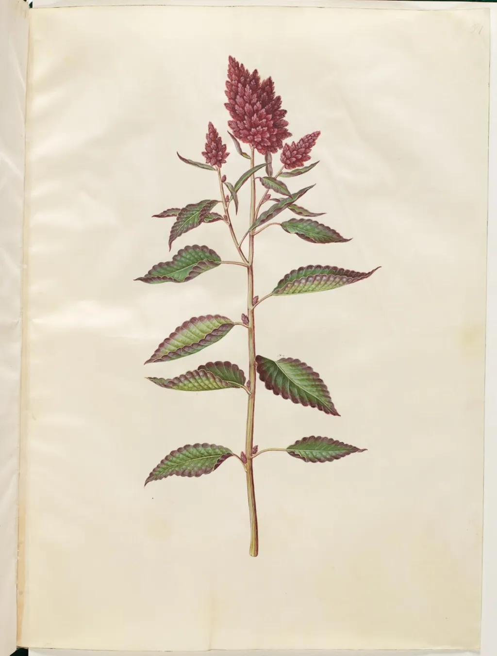 Amaranthus cruentus (rød amarant), by Unknown, unspecified, 1654