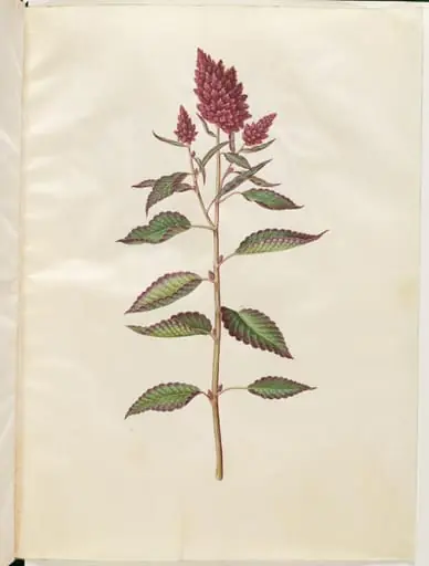 Amaranthus cruentus (rød amarant), by Unknown