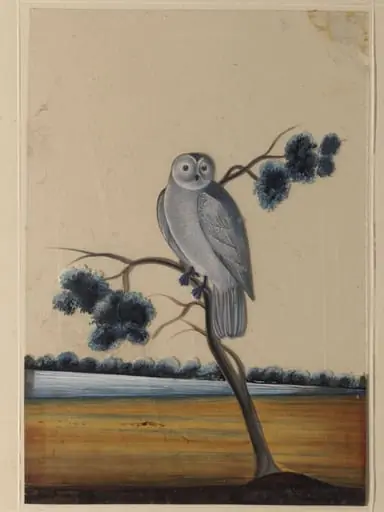 An owl, by Unknown