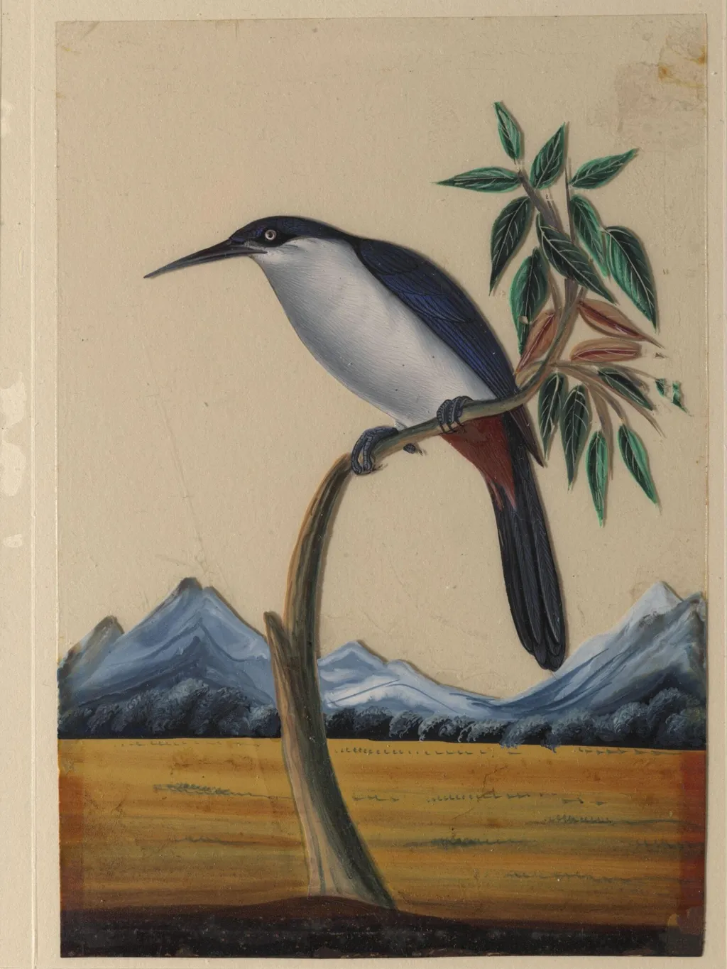 An unidentified bird, by Unknown, paint, 1860